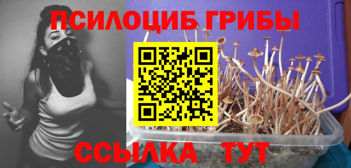 Бузулук  Галлюциногенные грибы Psilocybine cubensis  Вход с VPN 